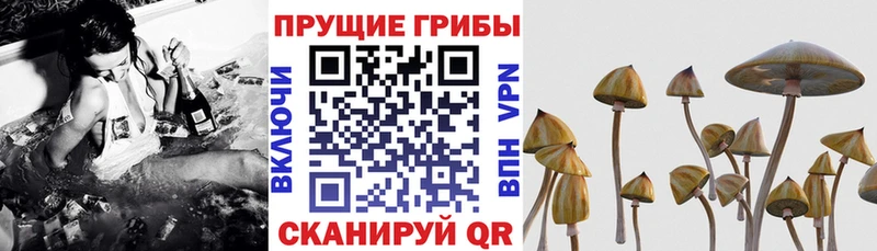 Псилоцибиновые грибы Cubensis  Купить где  Саки 